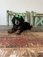 Akc Clear 🧬 Tested Black Phantom Girl 🩷, a female Poodle - Miniature  for sale in Campbell, TX – 4 of 10