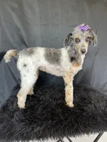 Akc Clear Blue Merle Phantom Parti, a female Poodle - Miniature  for sale in Campbell, TX – Photo 9 of 9