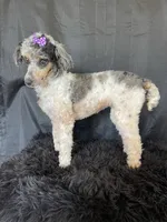 Akc Clear Blue Merle Phantom Parti, a female Poodle - Miniature  for sale in Campbell, TX – Photo 3 of 9