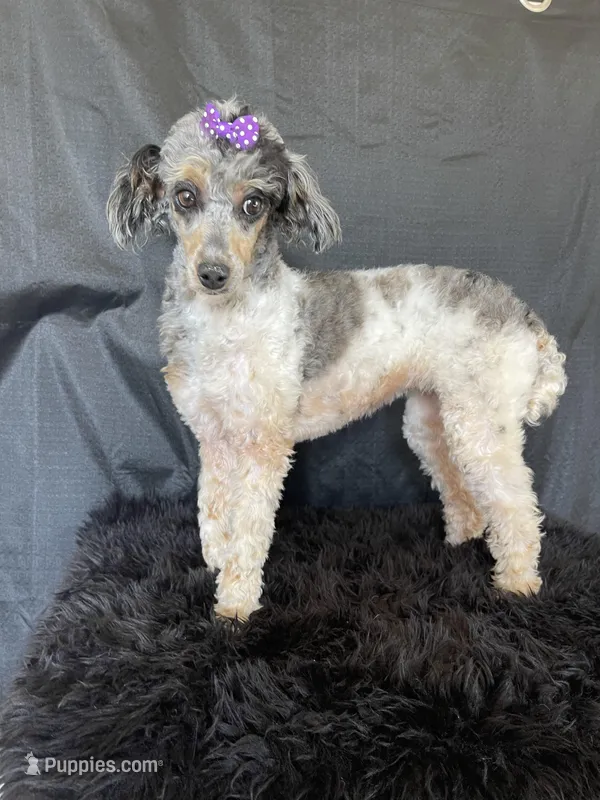 Akc Clear Blue Merle Phantom Parti