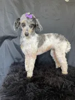 Akc Clear Blue Merle Phantom Parti, a female Poodle - Miniature  for sale in Campbell, TX – Photo 1 of 9
