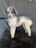 Akc Clear Blue Merle Phantom Parti, a female Poodle - Miniature  for sale in Campbell, TX – Photo 5 of 9