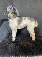 Akc Clear Blue Merle Phantom Parti, a female Poodle - Miniature  for sale in Campbell, TX – Photo 2 of 9