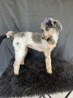 Akc Clear Blue Merle Phantom Parti, a female Poodle - Miniature  for sale in Campbell, TX – Photo 8 of 9