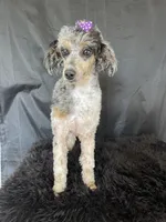 Akc Clear Blue Merle Phantom Parti, a female Poodle - Miniature  for sale in Campbell, TX – Photo 6 of 9
