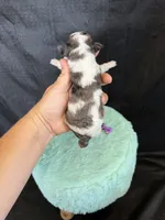 Akc Clear 🧬 tested Blue Merle Phantom Parti Girl Purple Bow, a female Poodle - Miniature  for sale in Campbell, TX – 7 of 10