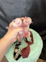 Cali’s Maltipoo! Red Tie, a male Maltipoo for sale in Campbell, TX – 2 of 6