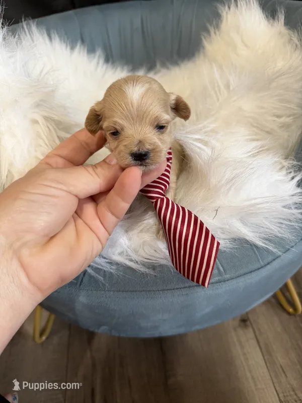 Maltipoo Boy! Red Tie! ❤️ – Maltipoo puppy for sale in Campbell, TX
