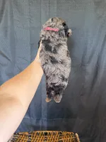 Akc Clear 🧬 Tested Blue Merle Phantom 💙, a male Poodle - Miniature  for sale in Campbell, TX – 9 of 10