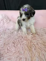 Akc Clear 🧬 Tested Blue Merle Phantom Parti 🩷, a female Poodle - Miniature  for sale in Campbell, TX – 7 of 10