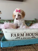 Akc Clear 🧬 Tested Chocolate Phantom Parti 🩷, a female Poodle - Miniature  for sale in Campbell, TX – 9 of 10