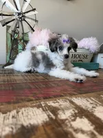 Akc Clear 🧬 Tested Blue Merle Phantom Parti 🩷, a female Poodle - Miniature  for sale in Campbell, TX – 7 of 10
