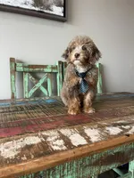 REDUCED 2,500 Full Akc Clear Chocolate Merle Phantom , a male Poodle - Miniature  for sale in Campbell, TX – Photo 2 of 10