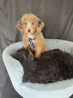 REDUCED 2,500 Full Akc Clear Chocolate Merle Phantom , a male Poodle - Miniature  for sale in Campbell, TX – Photo 5 of 10