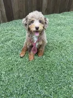 REDUCED 2,500 Full Akc Clear Chocolate Merle Phantom , a male Poodle - Miniature  for sale in Campbell, TX – Photo 8 of 10