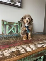 REDUCED 2,500 Full Akc Clear Chocolate Merle Phantom , a male Poodle - Miniature  for sale in Campbell, TX – Photo 3 of 10