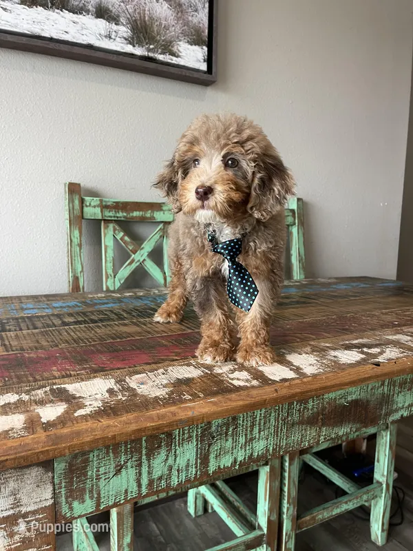 REDUCED 2,500 Full Akc Clear Chocolate Merle Phantom  – Poodle - Miniature  puppy for sale in Campbell, TX