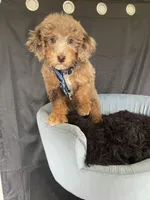 REDUCED 2,500 Full Akc Clear Chocolate Merle Phantom , a male Poodle - Miniature  for sale in Campbell, TX – Photo 4 of 10