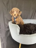 REDUCED 2,500 Full Akc Clear Chocolate Merle Phantom , a male Poodle - Miniature  for sale in Campbell, TX – Photo 6 of 10