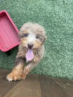 REDUCED 2,500 Full Akc Clear Chocolate Merle Phantom , a male Poodle - Miniature  for sale in Campbell, TX – Photo 7 of 10