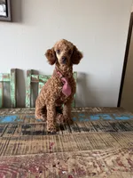 Akc 🧬 Clear Bred the Color Red Bentley 💙, a male Poodle - Miniature  for sale in Campbell, TX – 5 of 10