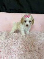 Akc Clear 🧬 Tested Chocolate Phantom Parti, a female Poodle - Miniature  for sale in Campbell, TX – 4 of 10