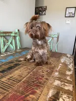 KB Chocolate Yorkie Girl Cocobean, a female Yorkshire Terrier for sale in Campbell, TX – 8 of 10