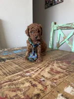 Akc Red Toy Poodle Boy, a male Poodle - Toy  for sale in Campbell, TX – 4 of 10