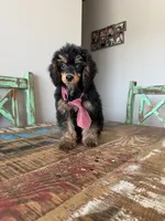 Akc 🧬 Tested Clear Black Phantom Boy 💙, a male Poodle - Miniature  for sale in Campbell, TX – 6 of 10