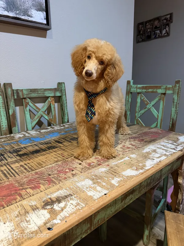Akc Clear 🧬 At/At Ky/Ky b/b e/e N/S Small Moyen – Poodle - Standard  puppy for sale in Campbell, TX