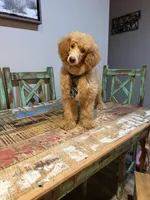 Akc Clear 🧬 At/At Ky/Ky b/b e/e N/S Small Moyen, a male Poodle - Standard  for sale in Campbell, TX – 1 of 5