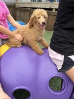 Akc Clear 🧬 At/At Ky/Ky b/b e/e Oliver, a male Poodle - Miniature  for sale in Campbell, TX – 6 of 10