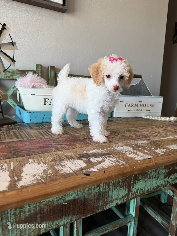 Akc Clear 🧬 Tested Chocolate Phantom Parti 🩷 – Poodle - Miniature  puppy for sale in Campbell, TX