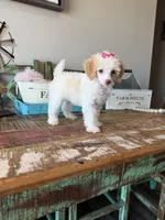 Akc Clear 🧬 Tested Chocolate Phantom Parti 🩷, a female Poodle - Miniature  for sale in Campbell, TX – 1 of 10
