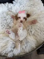 Akc Clear 🧬 Tested Chocolate Phantom Parti , a female Poodle - Miniature  for sale in Campbell, TX – 5 of 10
