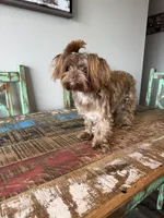 KB Chocolate Yorkie Girl Cocobean, a female Yorkshire Terrier for sale in Campbell, TX – 5 of 10