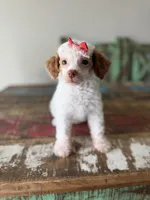 Akc Clear 🧬 Tested Chocolate Phantom Parti Girl 🩷, a female Poodle - Miniature  for sale in Campbell, TX – 3 of 10