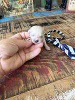Cali’s Apricot Maltipoo! Blue & White Tie, a male Maltipoo for sale in Campbell, TX – 4 of 10