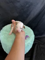 Akc Clear 🧬 tested Chocolate Phantom Parti Girl , a female Poodle - Miniature  for sale in Campbell, TX – 9 of 10