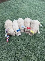 Maltipoo 🩷 Barbies Girl!, a female Maltipoo for sale in Campbell, TX – 6 of 6