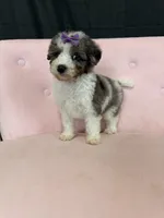 Akc Clear 🧬 Tested Blue Merle Phantom Parti, a female Poodle - Miniature  for sale in Campbell, TX – 3 of 10