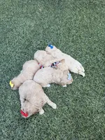 Maltipoo 🩷 Barbies Girl!, a female Maltipoo for sale in Campbell, TX – 5 of 6
