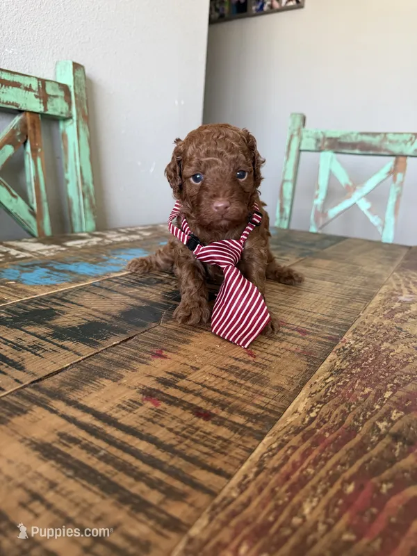 Akc Red Toy Poodle 💙 – Poodle - Toy  puppy for sale in Campbell, TX