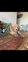 Meet Ollie! Akc Clear 🧬 At/At Ky/Ky b/b e/e N/S, a male Poodle - Miniature  for sale in Campbell, TX – 3 of 10