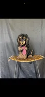 Akc Clear 🧬 Tested Clear Boy 💙, a male Poodle - Miniature  for sale in Campbell, TX – 5 of 10