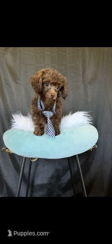 Akc Luke – Poodle - Toy  puppy for sale in Campbell, TX