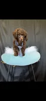 Akc Luke, a male Poodle - Toy  for sale in Campbell, TX – 1 of 6