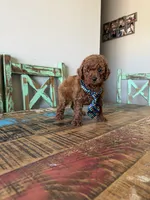 Akc Red Poodle Boy 💙, a male Poodle - Toy  for sale in Campbell, TX – 6 of 10