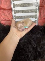 Maltipoo! Girl! Turquoise Bow! 💚, a female Maltipoo for sale in Campbell, TX – 3 of 7