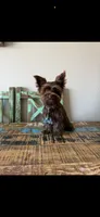 KB Chocolate Boy Rocky, a male Yorkshire Terrier for sale in Campbell, TX – 7 of 9